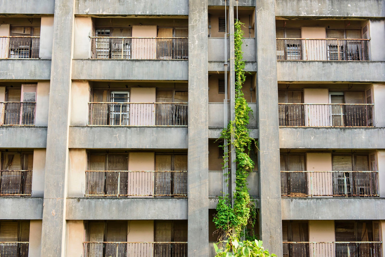 「配管が蔦で覆われた団地の廃墟」の写真