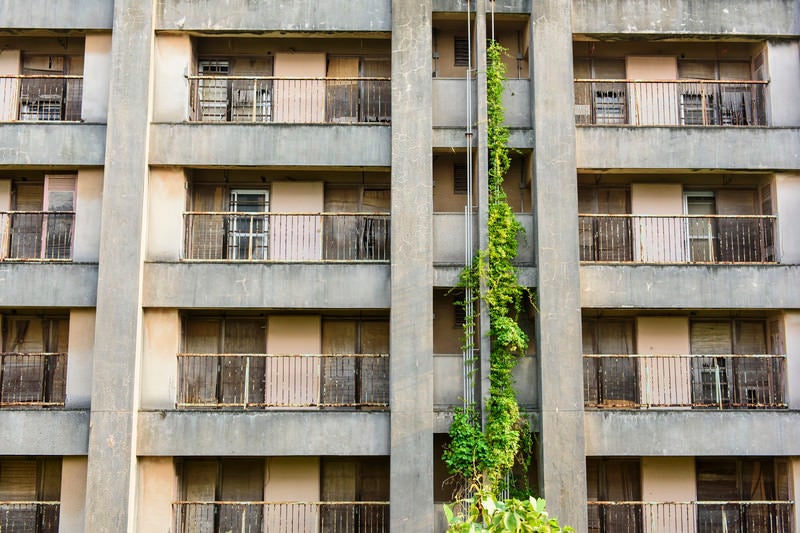 配管が蔦で覆われた団地の廃墟の写真