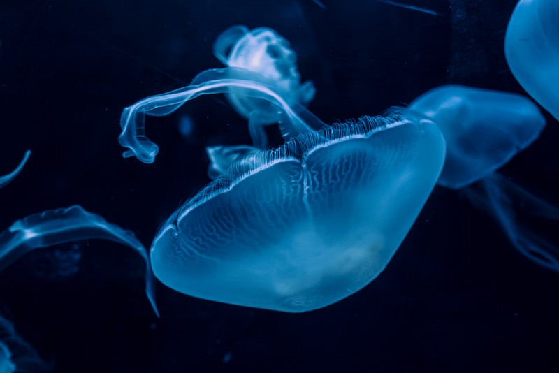 優雅に浮かぶクラゲの写真