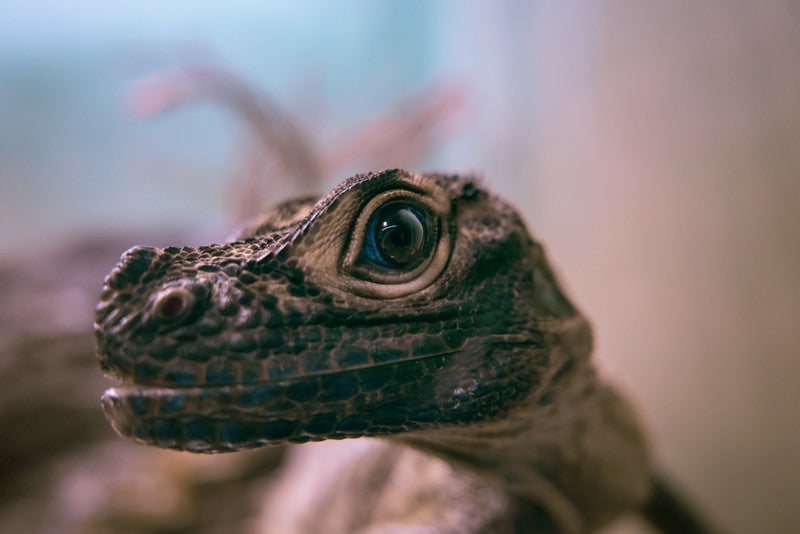 青い目を持つ爬虫類動物の写真