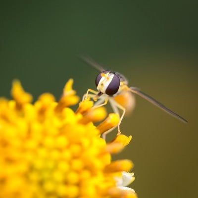 花粉を運ぶ虻の写真