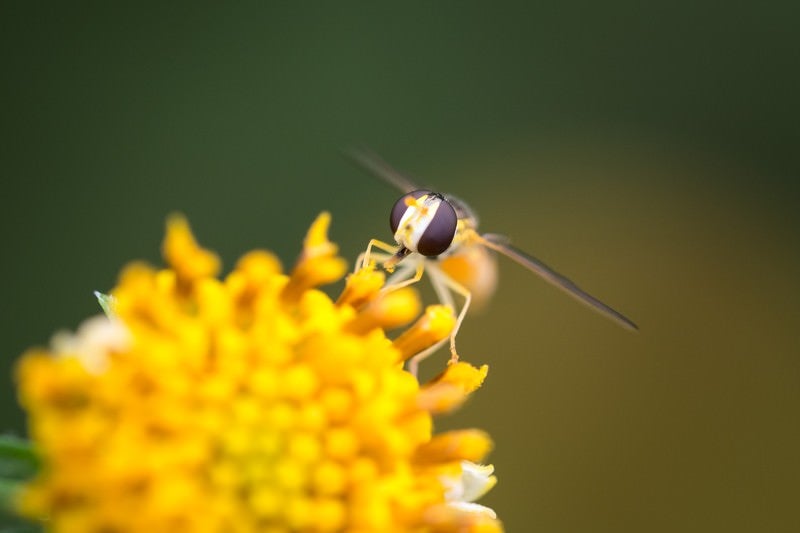 花粉を運ぶ虻の写真