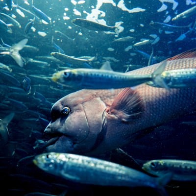 魚群の中の写真