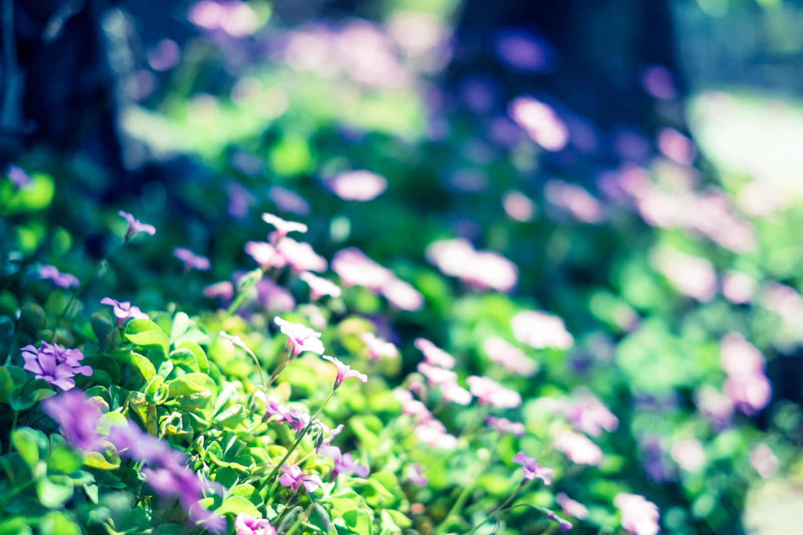 「路傍の花」の写真