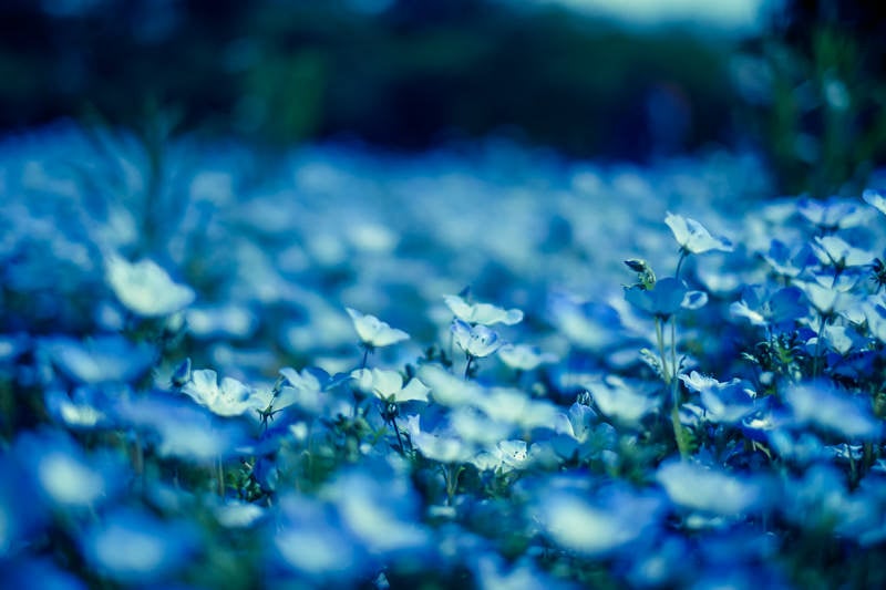 ネモフィラの花の写真