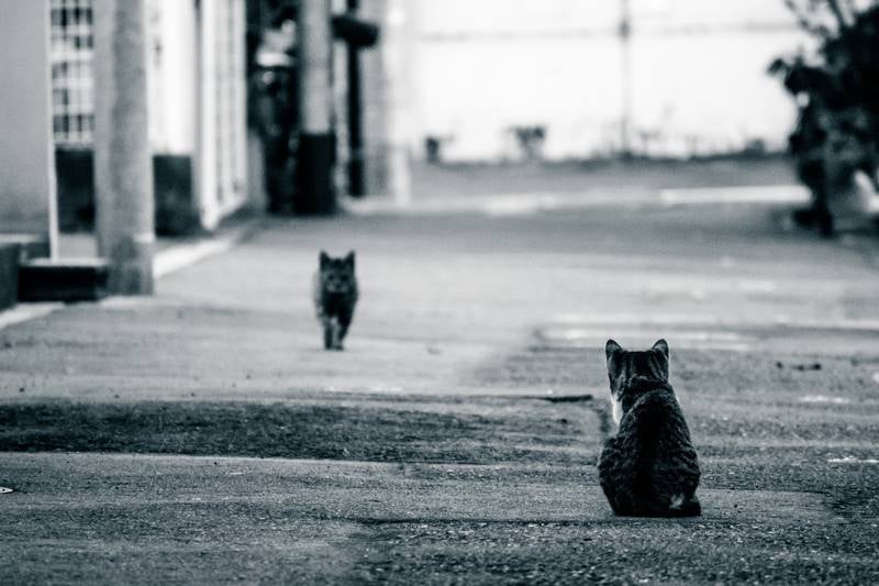 夫の帰りを待つ猫の写真