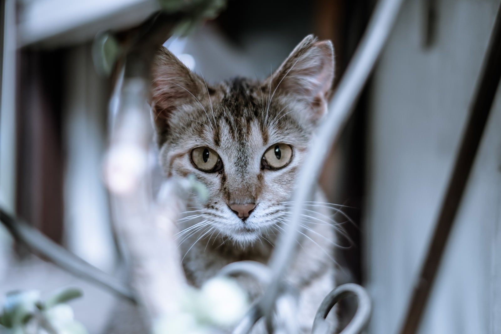 「振り向いたら猫と目があった」の写真