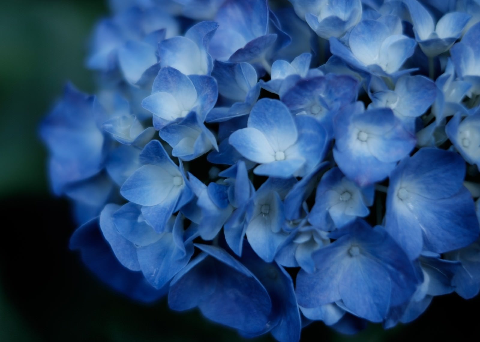 「梅雨ときどき紫陽花」の写真