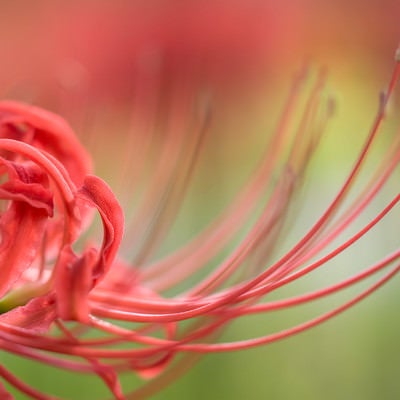 曼珠沙華の花びらの写真