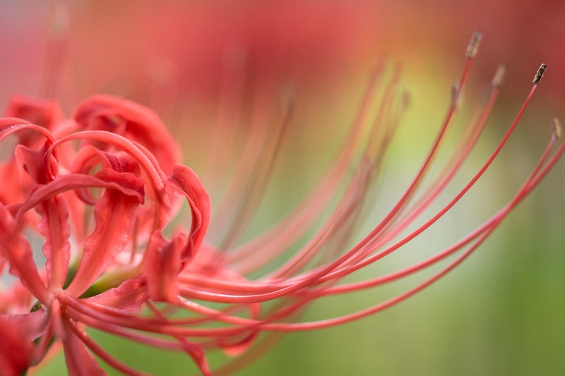 曼珠沙華の花びらの写真