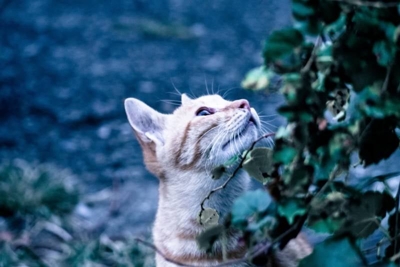 天気を気にする野良猫の写真