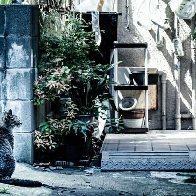 下町の野良猫の写真