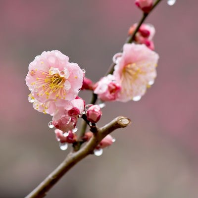 雨に濡れたピンクの梅の花の写真