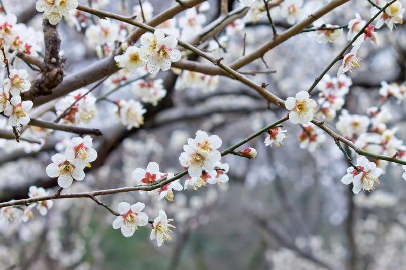 満開の梅の花の写真