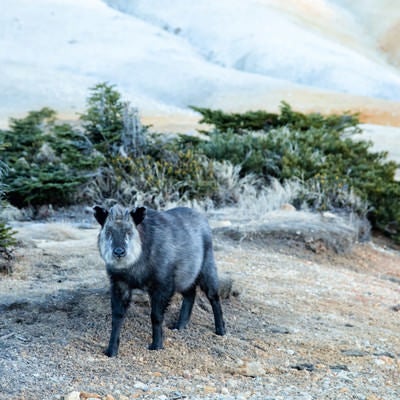 登山道で遭遇した野生のカモシカの写真