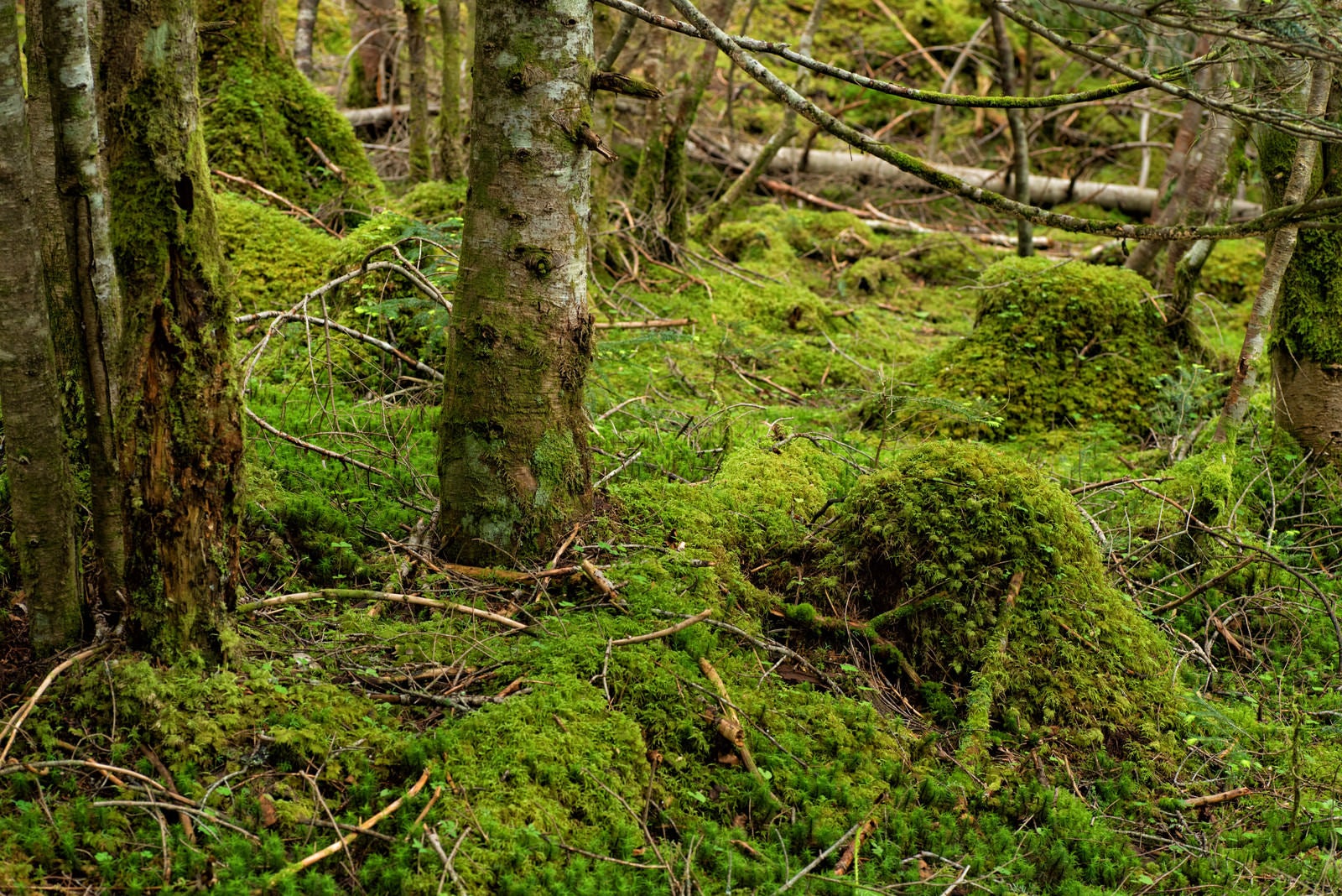 「苔生した森の様子」の写真