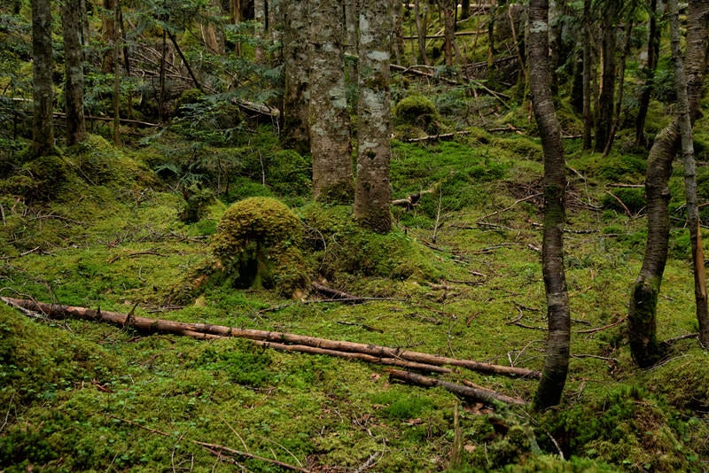 苔生した大地と木々の写真