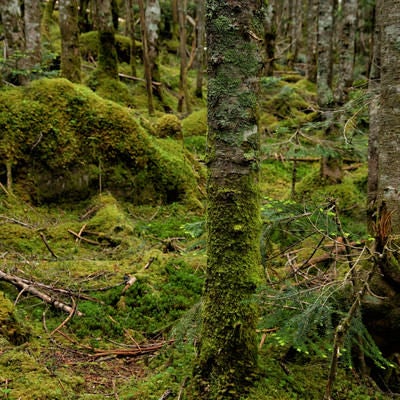 苔生した森の中の木々の写真