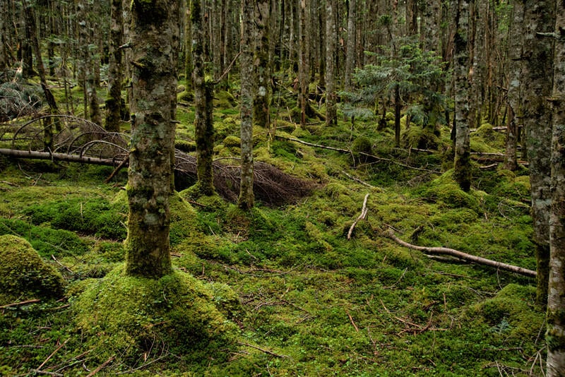 苔生す大地とどこまでも続く森の写真