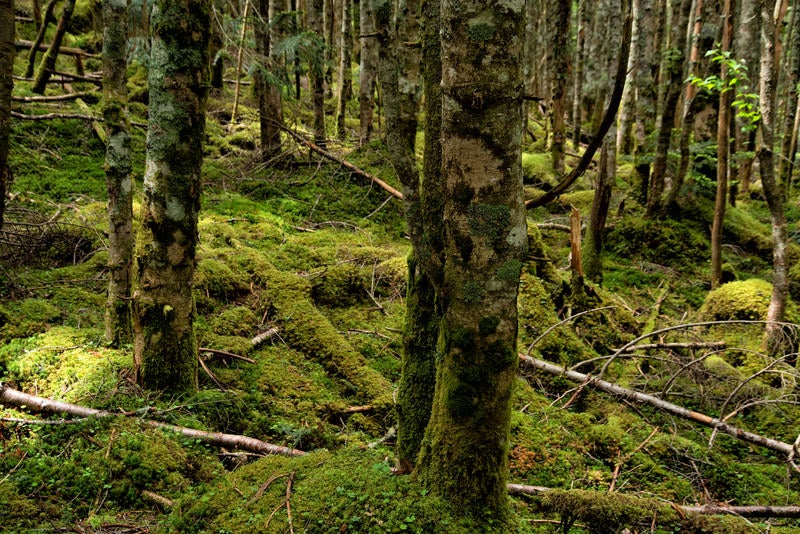 原生林の苔生す木々の写真