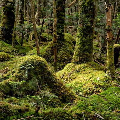 森の中に自生する苔の大地の写真