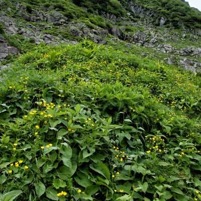 ミヤマキンポウゲの群生地の写真