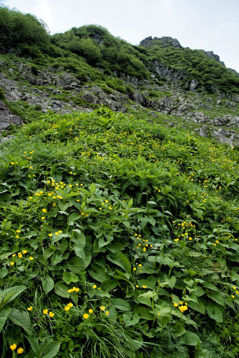 ミヤマキンポウゲの群生地の写真