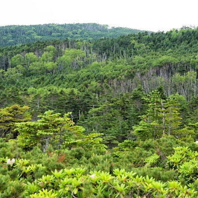 どこまでも続く北八ヶ岳の森（八ヶ岳連峰）の写真