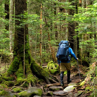 足元の悪い原生林を歩く登山者の写真