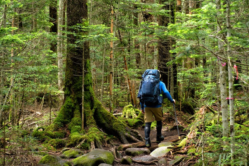 足元の悪い原生林を歩く登山者の写真