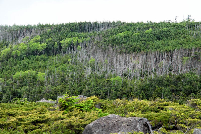 立ち枯れ目立つ北八ヶ岳の森の写真