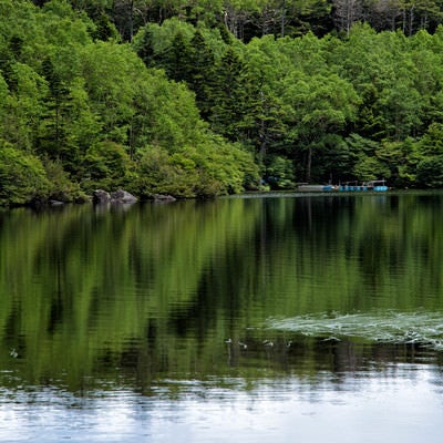 白駒池のリフレクション（八千穂高原）の写真