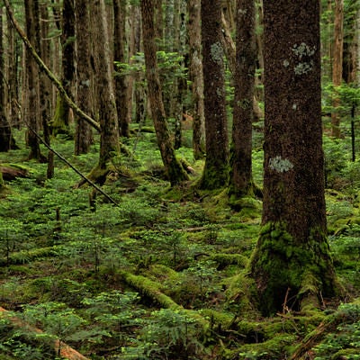 苔の生い茂る森の写真