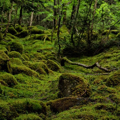 苔の絨毯が敷かれた八ヶ岳の大地（八ヶ岳連峰）の写真