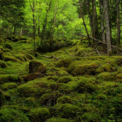 苔の絨毯で覆われる八ヶ岳（八ヶ岳連峰）の写真