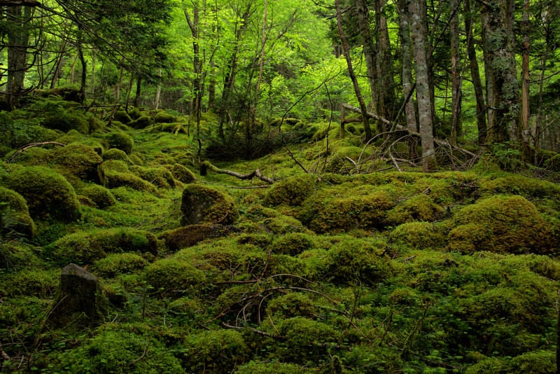 苔の絨毯で覆われる八ヶ岳（八ヶ岳連峰）の写真