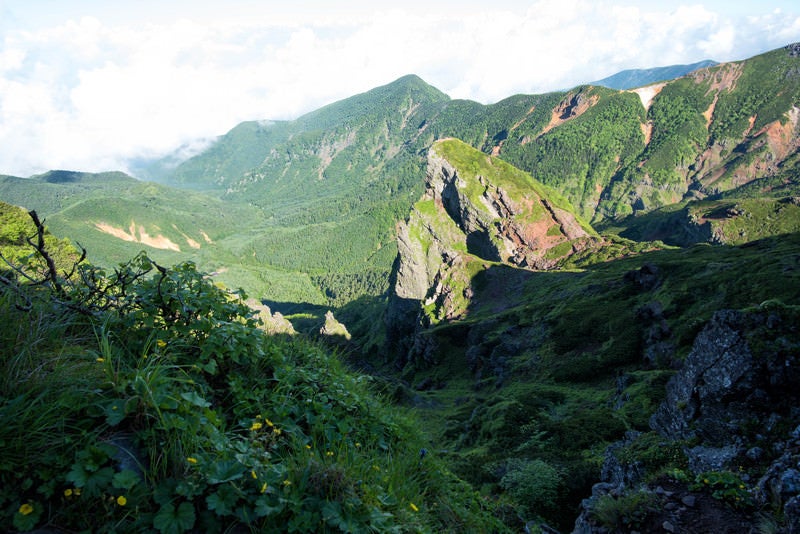 大同心稜の岩場に育つ高山植物の写真