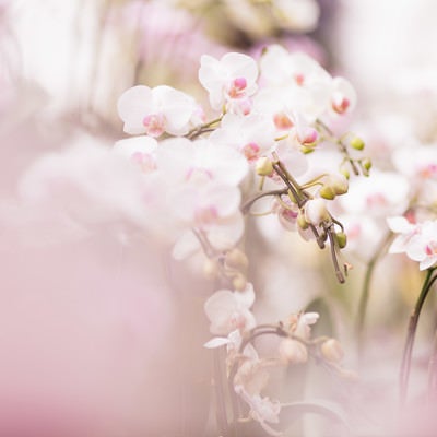 小さい胡蝶蘭の花の写真