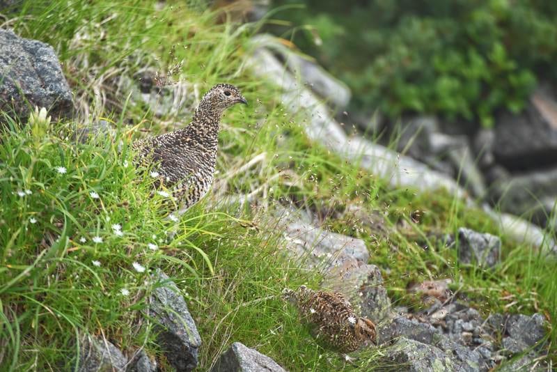 ヒナを見守る雷鳥の写真