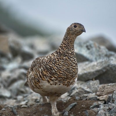 登山中にザレ場を歩く雷鳥と遭遇の写真