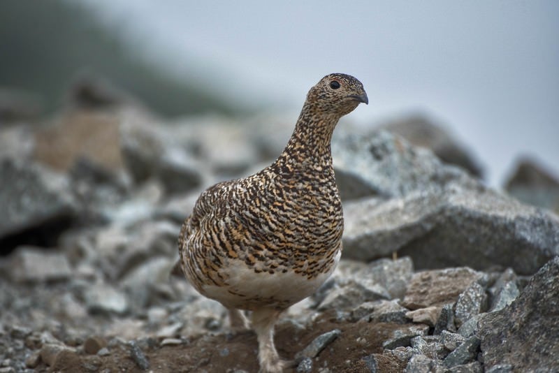 登山中にザレ場を歩く雷鳥と遭遇の写真