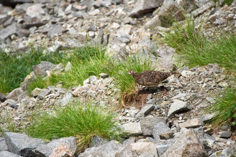 餌を探し求めガレ場を歩く雷鳥の写真