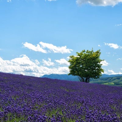 ラベンダー畑と一本の木の写真