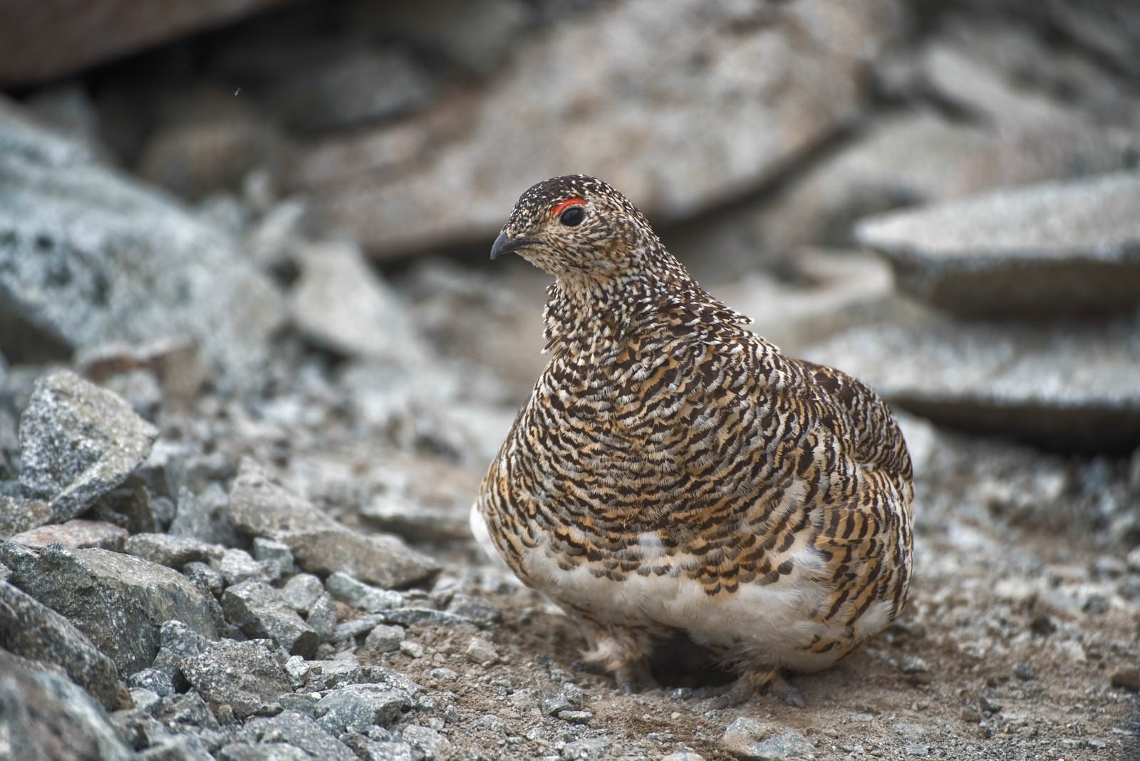 「周囲を眺める雷鳥」の写真