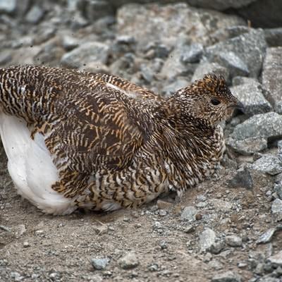 砂浴び中の雷鳥 の写真