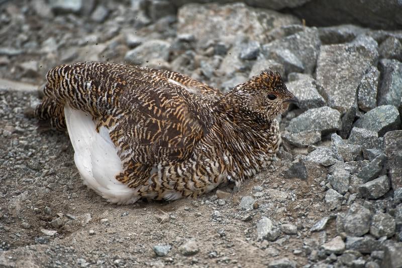 砂浴び中の雷鳥 の写真