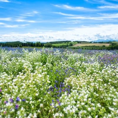 色とりどりの花畑の写真