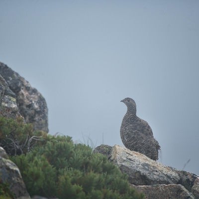 霧の中に佇む雷鳥の写真