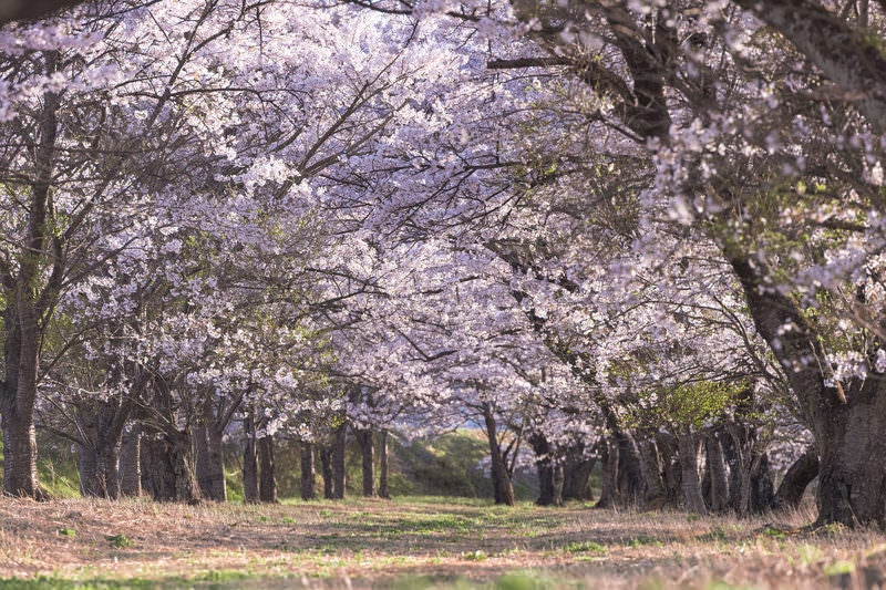 笹原川の桜並木の写真