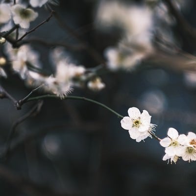 風に揺れる梅の花の写真